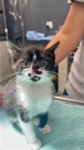 Cat Botfly Removal | Gentle Care Saves a Life 🐾 #CatBotfly #BotflyRemoval #CatCare #PetHealth