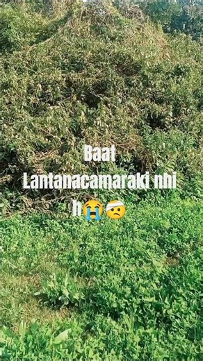 #Lantana camara # alien plant species # threaten to native diversity # nature