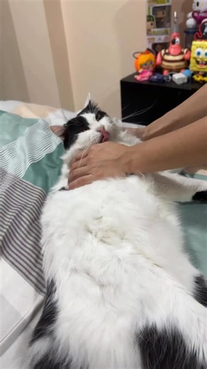 PEPITO 🕊️ | Chikis el más webon 😸 #mascotas #gato #gatos #gatito #humor | Instagram