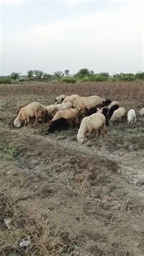 اشترك في القناة ✅📺 Goat Lovers 2026