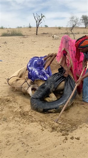 مشهد مدهش فتاتان تساعدان جملاً على تحمل حرارة الصحراء بالماء البارد