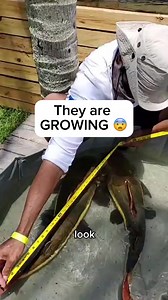 My giant fish 💪 #giant #big #growing #fish #fishing #reels | Zak Catch Em