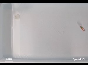 A paper in Nature Communications presents a fully edible, biodegradable aquatic robot powered by a safe chemical reaction, enabling potential applications like environmental monitoring and targeted nutrient or drug delivery without harming ecosystems or requiring retrieval. Link to the research in the comments. | Nature Portfolio