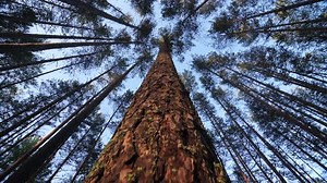 Looking Up Through Tall Trees in a Forest