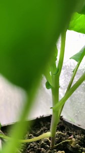 76K views · 2.1K reactions | SEED STARTING BASICS: Starting your own...