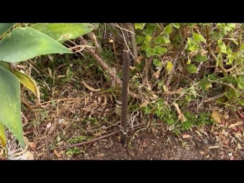 How to Remove a Star Picket