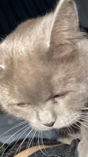 Instant relaxation: cat purring mode activated. #viral #cat #prettycat #cute #prettyfunny #pets