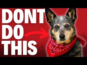 6 Things Blue Heelers Hate (Stop Immediately)