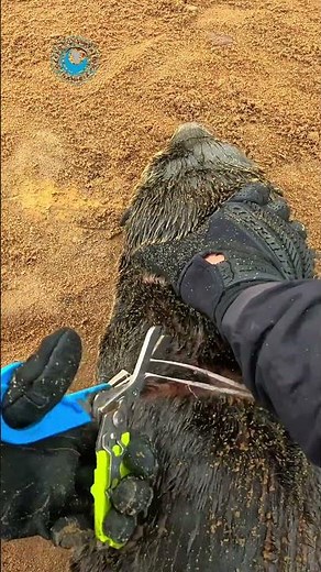 Curious Seal Learns a Harsh Lesson #shorts