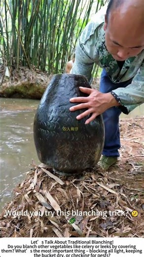 Bucket Blanching – Growing White, Tender Bamboo Shoots the Old Way! 🎋