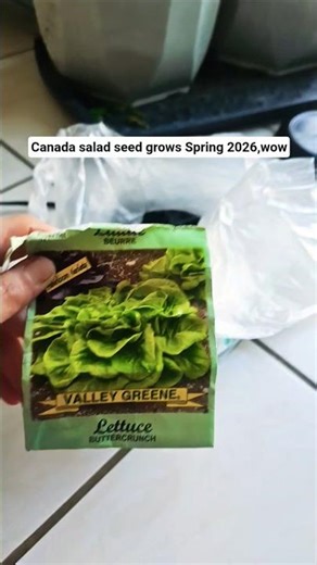 growing salad in Canada #saladseed #seedlings #salad #garden #gardentips #shorts #ytshorts #canada