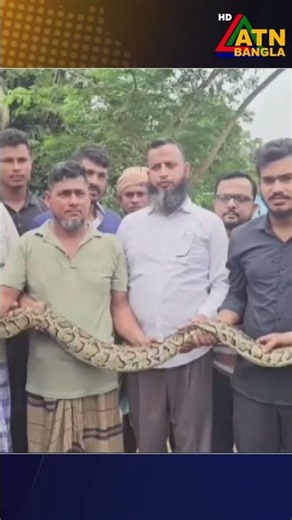 খাগড়াছড়ির দীঘিনালায় ৮ ফুট লম্বা বার্মিজ প্রজাতির একটি অজগর সাপ উদ্ধার করা হয়েছে। Python । ATN Bangla