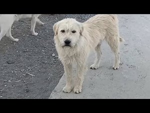 King Charles Alpha Dog breed explained