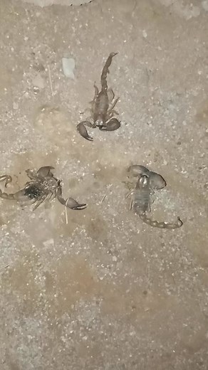 64K views · 2.4K reactions | Wonai zvirikuno, please help me | Funny Madhumbe page | Facebook