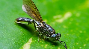 Waste warriors: Scientists gene-engineer flies to clean up human mess