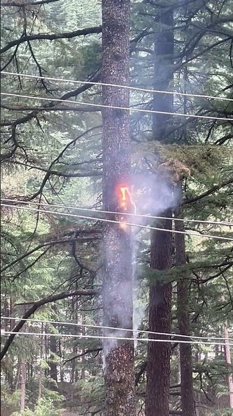 Electric Arc Burns Tree Trunk, Shooting Bright Sparks