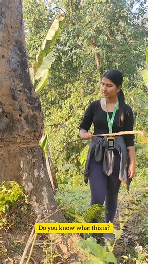 Do you know why people do girdling? #girdling #selpprogram #vgonepal #chure #futureforest #stopgirdling | Vision Green Organization Nepal