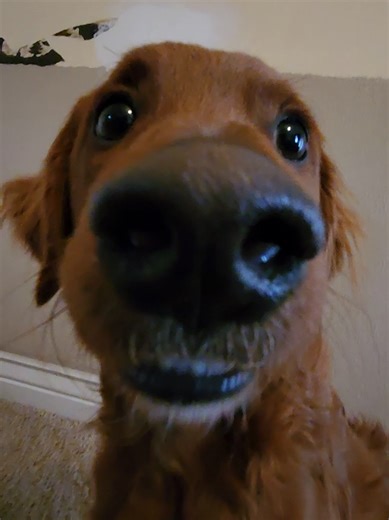 Adorable Puppy Whining: A Comedic Moment