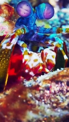 Meet the Stunning Peacock Mantis Shrimp - video Dailymotion