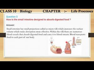 5. How is the small intestine designed to absorb digested food ?