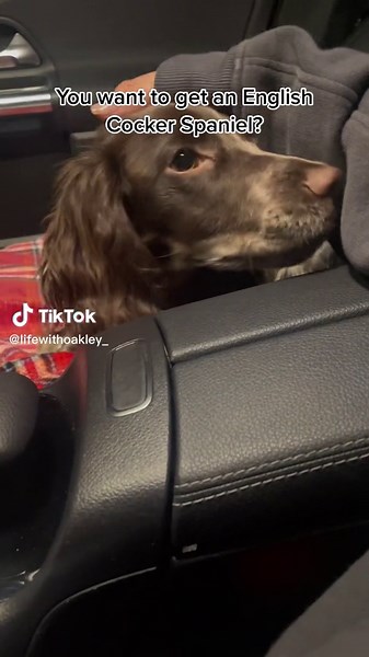 English Cocker Spaniel Swimming Adventures