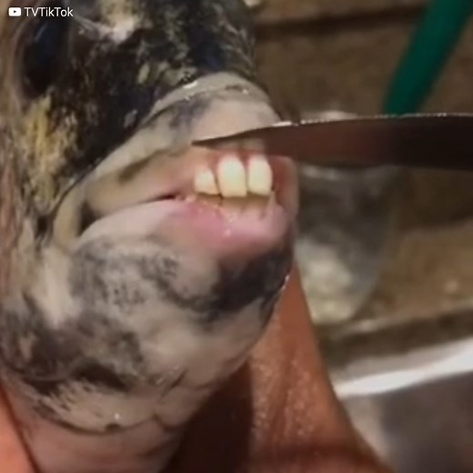 1.2M views · 5.3K reactions | Cette étrange découverte d’un poisson avec des dents humaines a choqué tout le monde sur Internet. D’autres animaux vraiment étonnants s’ajoutent à celui-ci, certains ont même des visages humains. Il existe beaucoup de théories différentes, et une grande variété d’explications, mais parfois, il n’y en a pas. | Le Kiwi | Facebook