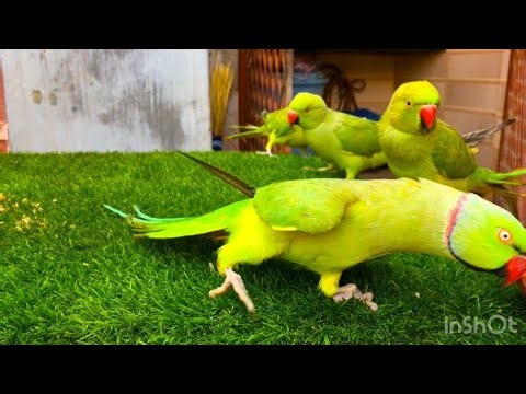 Parrot talking video | Ringneck Parrot videos compilation | Mithu Tote Ki Awaaz