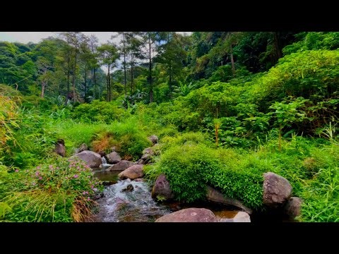 Tranquil Water Flow – Relaxing Jungle River Ambience for Peaceful Moments