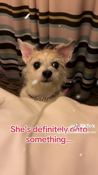 Bailey & Daisy's Holiday Mystery Unveiled