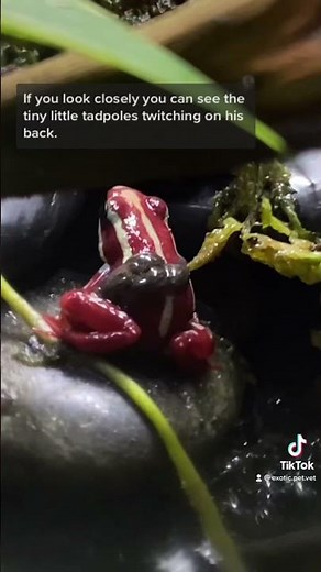 Santa Isabel Poison Dart Frog Father Carrier His Tadpoles On His Back