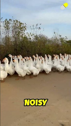 Why Thousands of Geese March Like Soldiers Every Morning