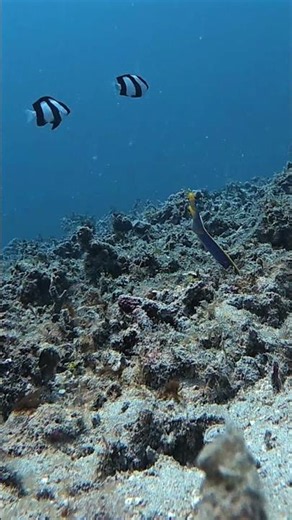 Muck Diving with a Barking Ribbon Eel 🔵 🟡