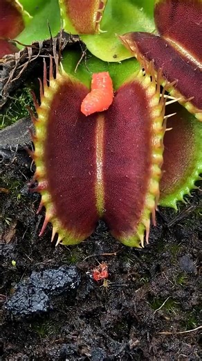 Carnivorous Plants: How They Work Explained