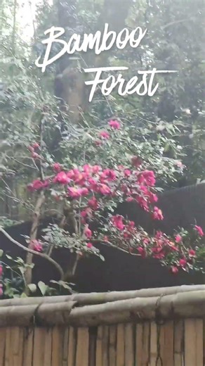 Arashiyama Bamboo Grove Sunrise Walk | Kyoto Japan Travel Experience