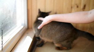 Abyssinian is breed of domestic short-haired cat with distinctive ticked tabby coat, in which individual hairs are banded with different colors. The breed is named for Abyssinia (now called Ethiopia).