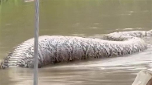 Sechs Meter lang! Riesen-Python schlängelt durch Stadt