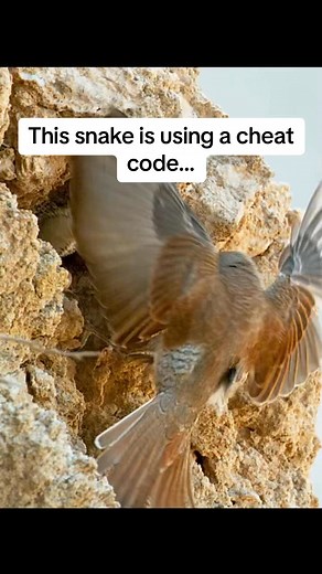 This snake is using a cheat code… | EdmundRambo