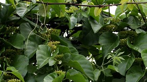 Bee, Insect, Pollination