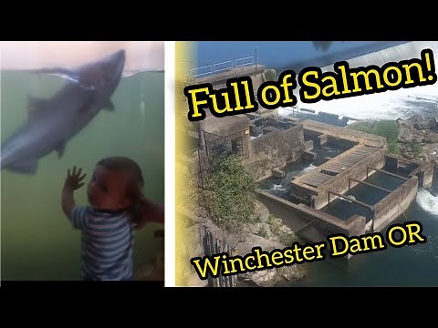 North Umpqua Fish Ladder Live Viewing Pool at Winchester Dam Oregon
