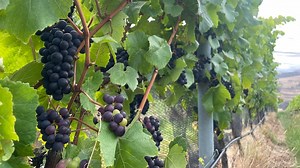 Tasmanian wine grape growers expecting bumper harvest after several years of below-average yields