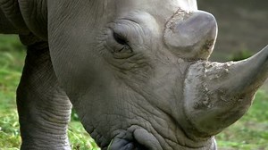 White Rhinoceros Stock Footage Video (100% Royalty-free) 11450999 | Shutterstock