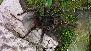 Theraphosa blondi - The Spider Shop