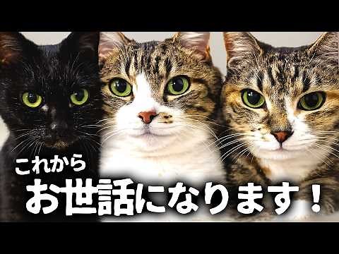 結婚したら、もれなく猫3匹ついてきたww