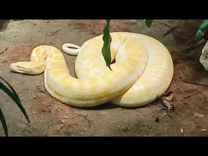 Burmese Python (Yellow)