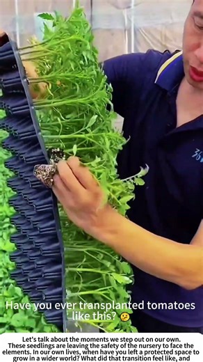 Moving Day: Transplanting Concentrated Tomato Seedlings 🍅
