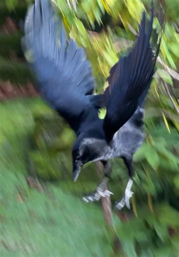 Exploring the Big Brain of Crows: Fascinating Animal Behavior