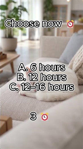 Quick Cat Quiz #cute #quiz #animal #cat