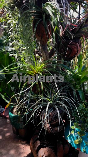 Babies in the Air!!! Time to clean!!! | Felix Sanchez