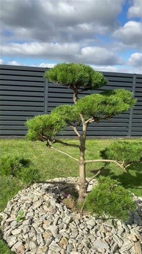 🌲 Kodėl svarbus reguliarus spygliuočių genėjimas ir formavimas?