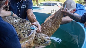 So long, Jolene: Brevard Zoo releases largest patient, 374-pound sea turtle, back to the ocean